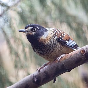 Spotted laughingthrush : Cotswold WP : 28 May 2014