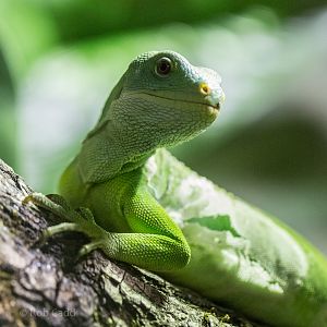 Fiji banded iguana : Cotswold WP : 28 May 2014