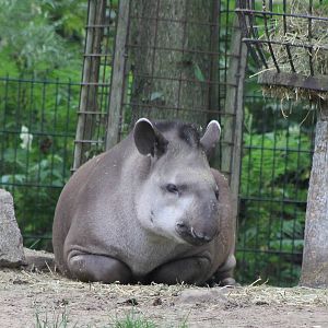 Lowland tapir