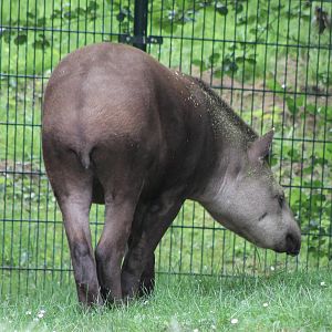 Lowland tapir