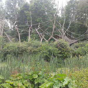 Spider monkey enclosure