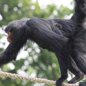 Red-faced spider monkey