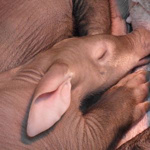 Aardvark calf closeup