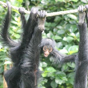 Young Red-faced spider monkey