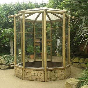 Hawk-headed parrot enclosure