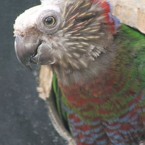 Hawk-headed parrot