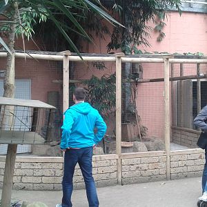 Trumpeter hornbill aviary