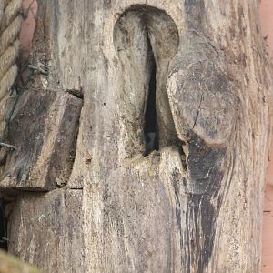Trumpeter hornbill nestbox with female sealed-in