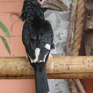 Trumpeter hornbill male
