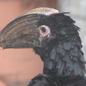 Trumpeter hornbill male