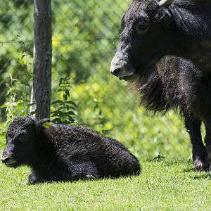 Baby Yak Gemini