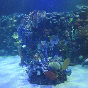 oceanic tank acuario inbursa