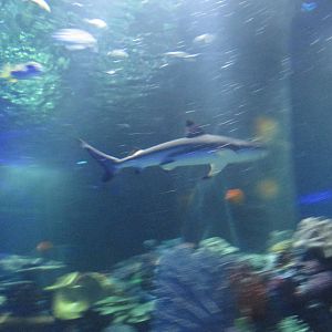 blacktip reef shark acuario inbursa