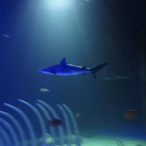 sandbar shark acuario inbursa