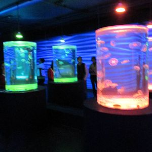 jellyfish area acuario inbursa