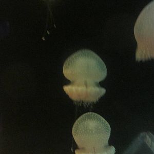 jellyfish acuario inbursa