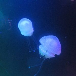 jellyfish acuario inbursa
