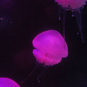 moon jellyfish acuario inbursa