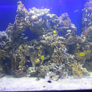 saltwater tank acuario inbursa
