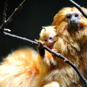 Golden Lion Tamarin Baby