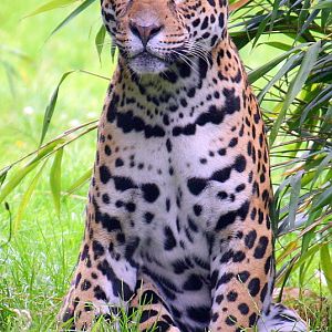 Male Jaguar