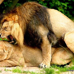 Asiatic Lions mating