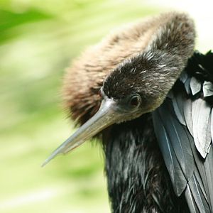 Anhinga