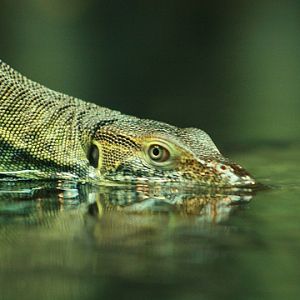 Mertens`s Water Monitor