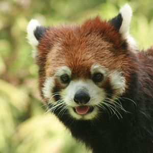 Red Panda