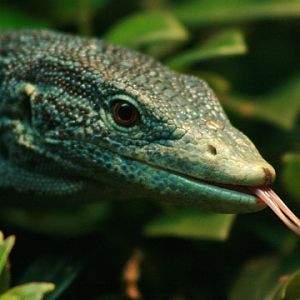 Blue-spotted Tree-monitor