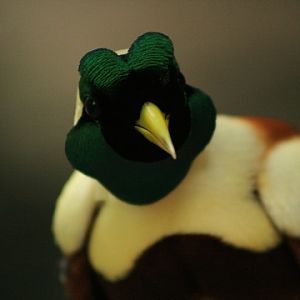 Red Bird-of-paradise