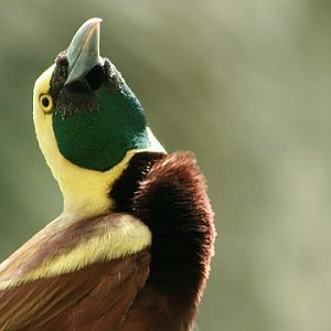 Raggiana Bird-of-paradise