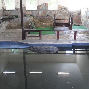 Pygmy hippo in pool