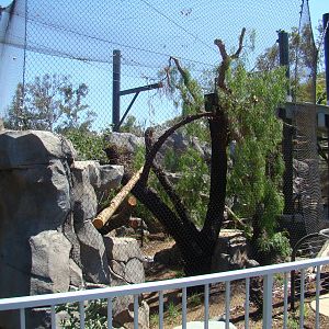 Mountain Lion exhibit