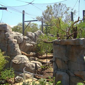 Mountain Lion exhibit