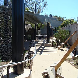 Mountain Lion exhibit