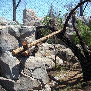 Mountain Lion exhibit
