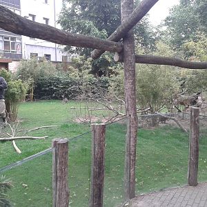 Parma wallaby enclosure