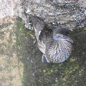 Duckling update, 27th June 2014