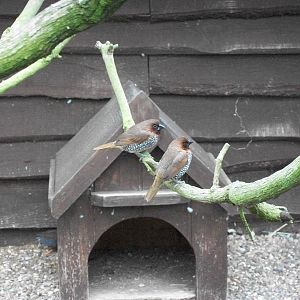 Spice Birds - one arrived today, 27th June 2014