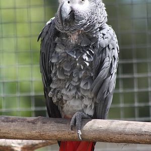 African Grey Parrot, 19th June 2014