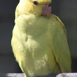 Young Indian Ring-necked Parakeet, 19th June 2014