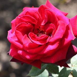 Rose close-up, 19th June 2014