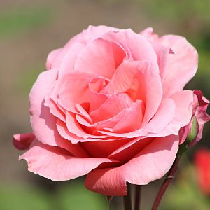 Rose close-up, 19th June 2014