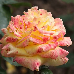 Rose close-up, 19th June 2014