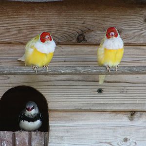 Gouldian Finches and Diamond Firetail, 19th June 2014