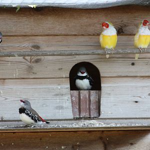 Gouldian Finches and Diamond Firetails, 19th June 2014