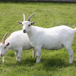 African Pygmy Goats, 19th June 2014