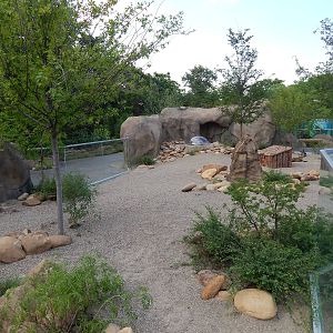 Jun. 2014 - Africa - Phase IV (New 2014!) - Bat-eared Fox Exhibit