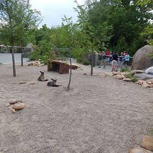 Jun. 2014 - Africa - Phase IV (New 2014!) - Bat-eared Fox Exhibit